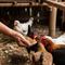 Cara Mengolah Limbah Rumah Tangga Jadi Pakan Ayam. Foto: Gemini