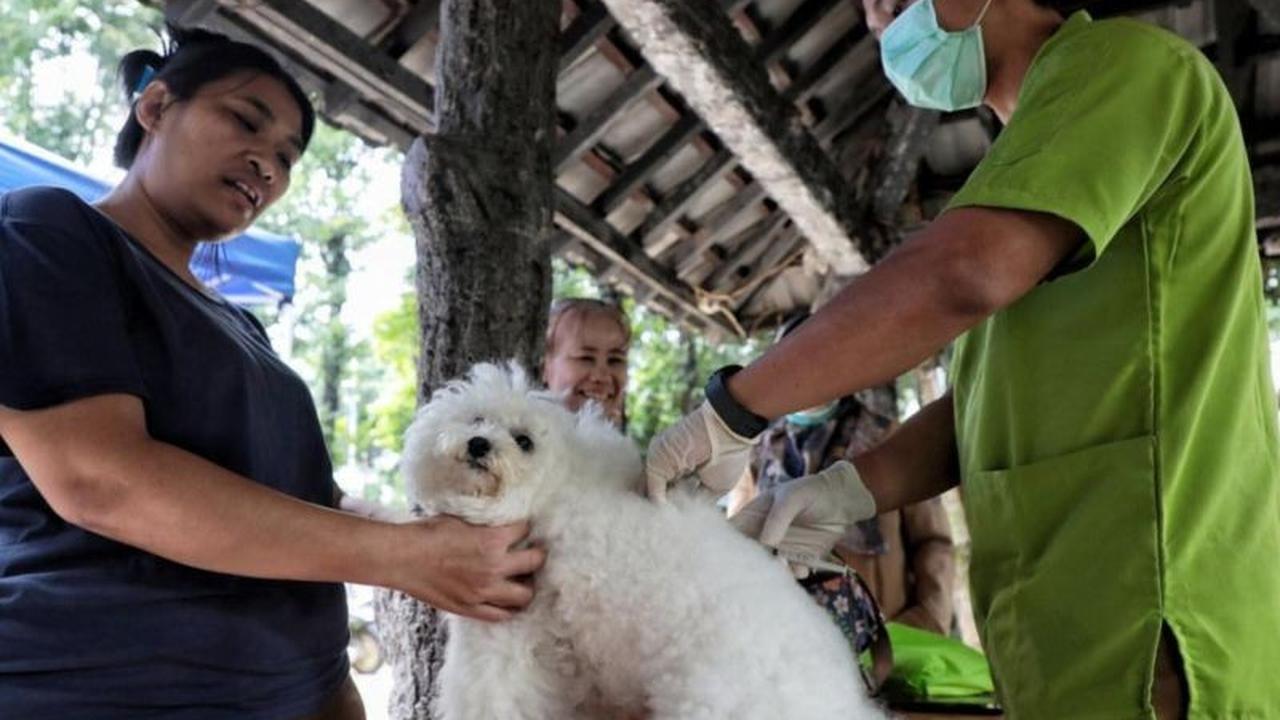 KPKP Jaksel Sukses Vaksinasi 1.255 HPR, Perkuat Jakarta Bebas Rabies