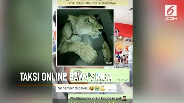 Seorang sopir taksi online kaget bukan main saat mendapat pesanan dan diminta mengantar singa ke Taman Safari.