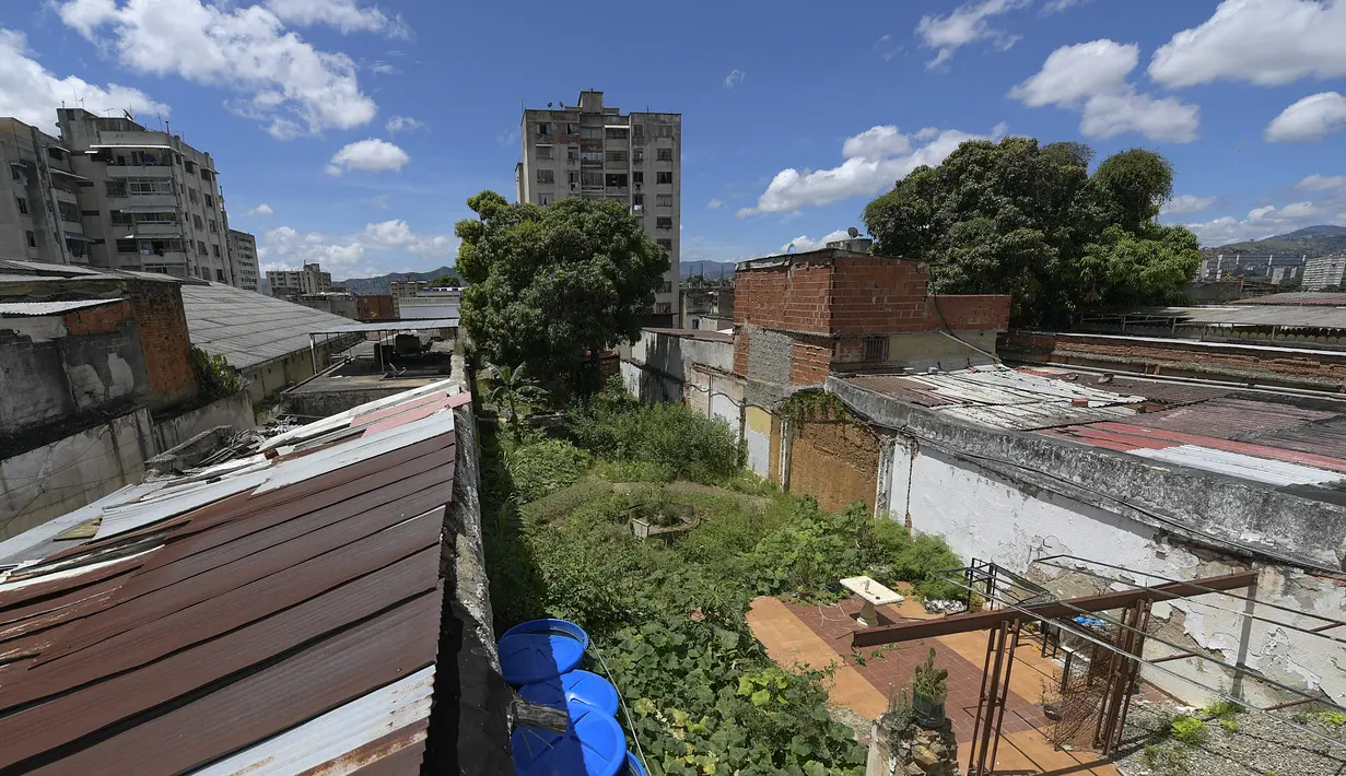 Buah-buahan dan sayuran tumbuh di sebidang tanah yang dipulihkan oleh tetangga dari properti terbengkalai di lingkungan La Pastora di Caracas, Venezuela (13/9/2020). Hasil panen juga dibagikan untuk tetangga atau dijual sebagian. (AP Photo/Matias Delacroix)