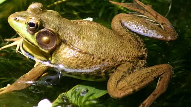 Ilustrasi (c) animalspicwallpaper.com