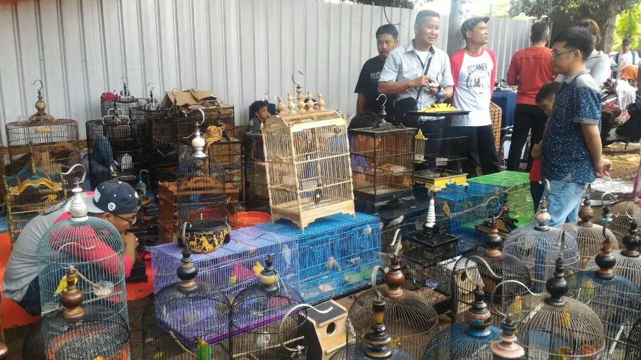 Kontes Kicau Burung Piala Presiden