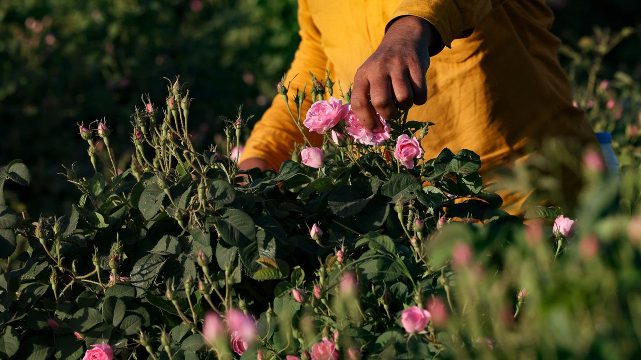 Kota Mawar di Arab Saudi Bermekaran saat Ramadhan