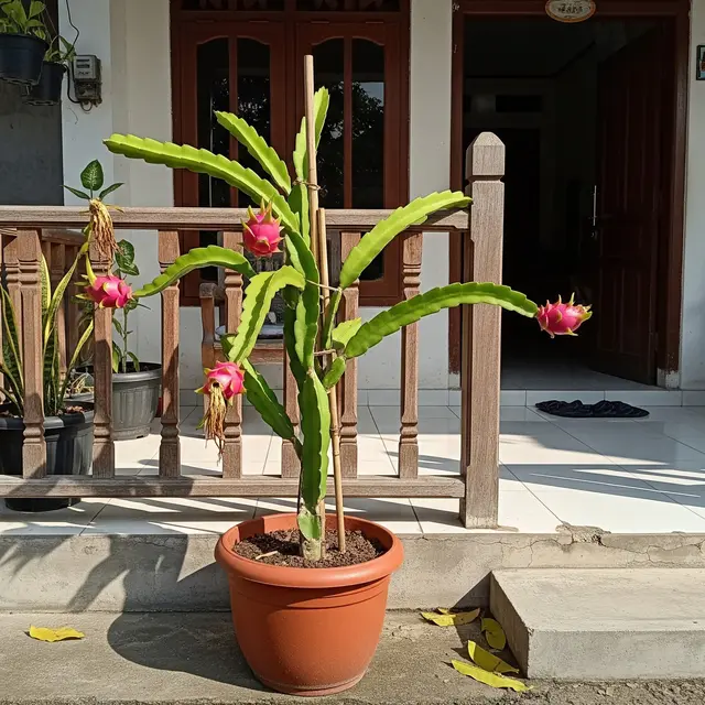 9 Pohon Buah Mini yang Tingginya Tidak Sampai 1 Meter Cocok untuk Rumah Kecil