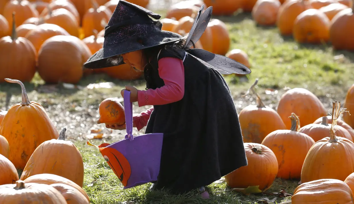 Seorang bocah bernama Krizia Magdua berpakaian penyihir bermain dengan labu di kebun labu menjelang Halloween di Crockford, Inggris, 26 Oktober 2015. (REUTERS/Luke MacGregor)