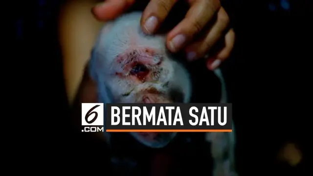 Seekor babi terlahir dalam kondisi tak biasa di Minahasa, Sulawesi Utara. Bayi babi itu diyakini mengalami sindrom cyclopes, yang membuatnya lahir hanya dengan satu mata.