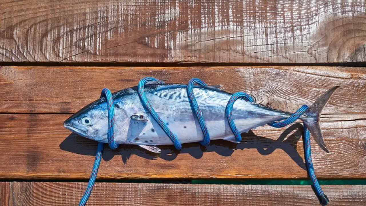 Tuna Sirip Biru