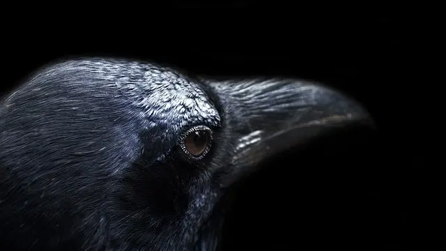 Ilustrasi burung gagak