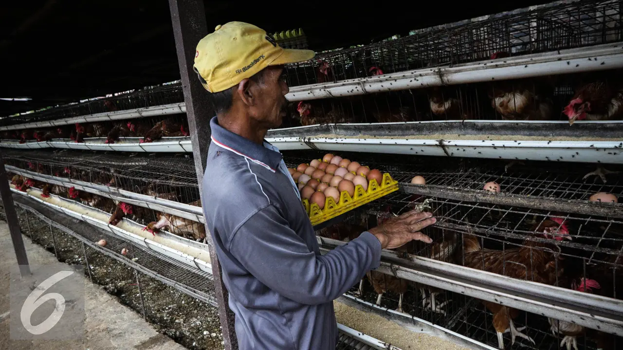 20161130-Produksi-Telur-Ayam-FF1