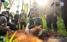 BKSDA dan YIARI Sukses Translokasi Orangutan di Kayong Utara, Redakan Konflik Manusia-Satwa