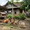 Cara Menambah Jumlah Ayam Kampung Setiap 2 Bulan agar Ternak Berkembang