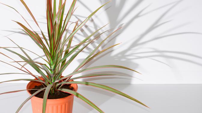 Red-edged Dracaena (sumber: iStockphoto)