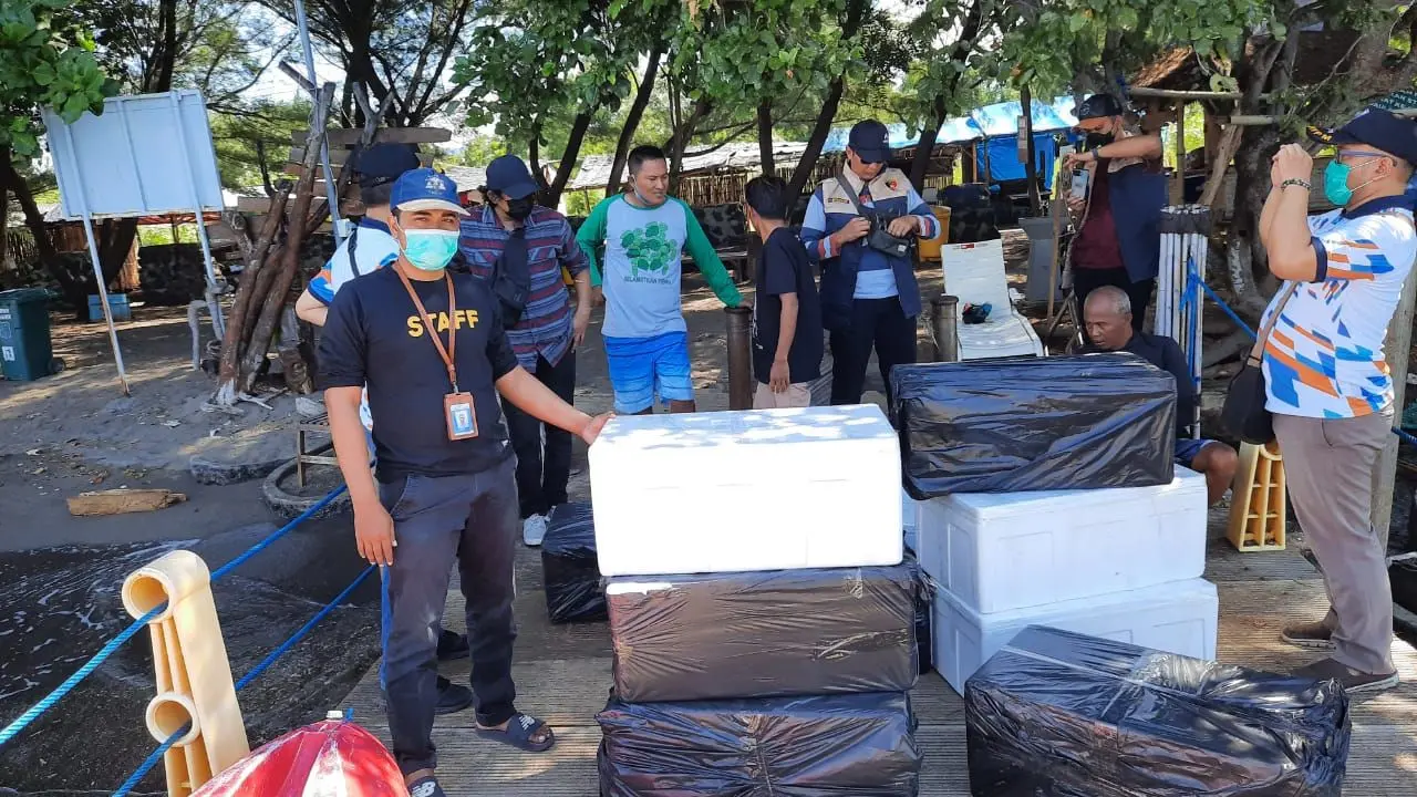 KKP melepasliarkan 21 ribu Benih Bening Lobster (BBL) hasil sitaan di Kawasan Konservasi Perairan Bangsring Banyuwangi. (Dok KKP)