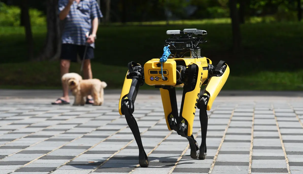SPOT, robot anjing yang dapat mendeteksi apakah pengunjung memakai masker atau tidak menjalani uji coba putaran keduanya di Bishan Park Singapura, 22 September 2020. Selain menjaga jarak sosial, SPOT meningkatkan kemampuan deteksi masker dan pemetaan 3D tanpa teknologi lidar. (Xinhua/Then Chih Wey)