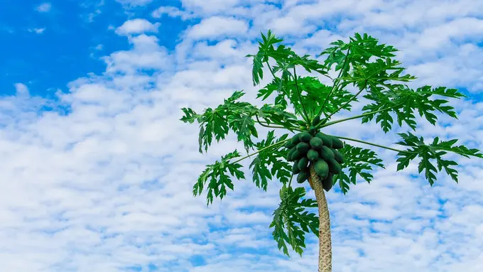 Ilustrasi pohon pepaya