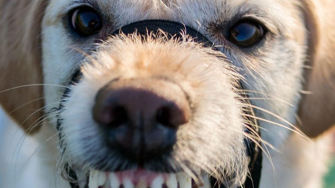 4 Cara Mencegah Rabies yang Penting Diketahui, Vaksin Hewan Peliharaan