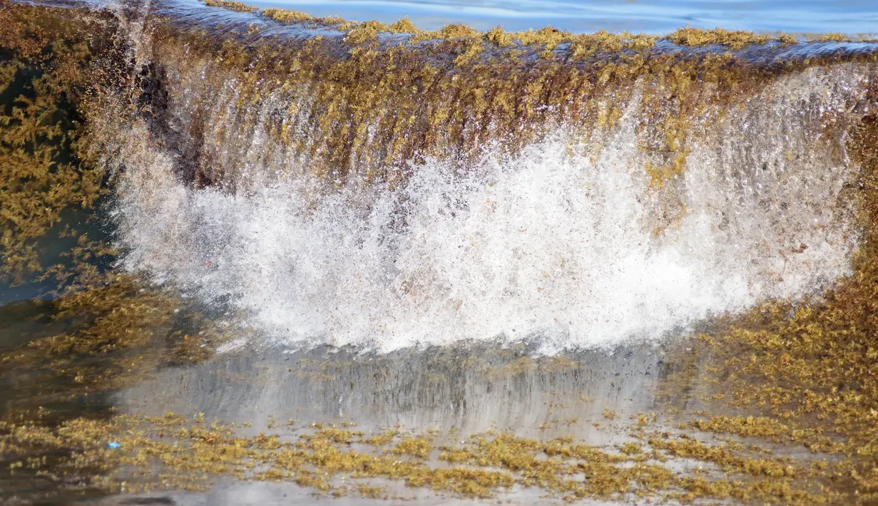 Menurut otoritas setempat, gelombang sargassum mempengaruhi aktivitas pelabuhan dan pariwisata di pantai Karibia Republik Dominika. (Photo by Felix Leon / AFP)