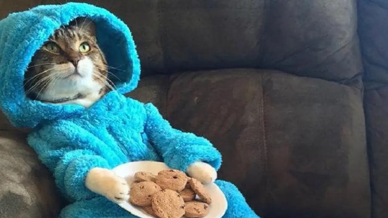 Kucing Kedubes AS untuk Australia