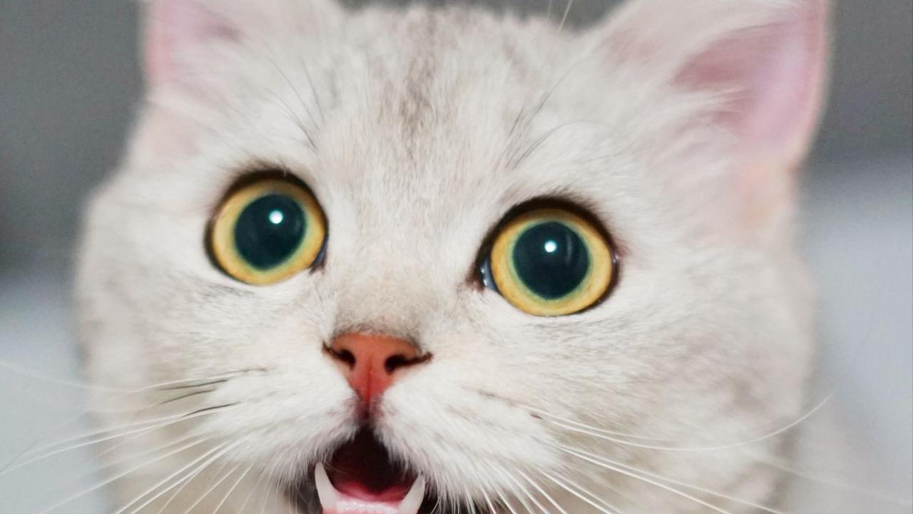 Ciri-Ciri Kucing Rabies yang Penting Dipahami, Ketahui Penyebabnya