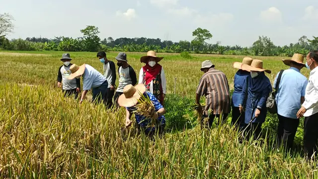 Panen raya