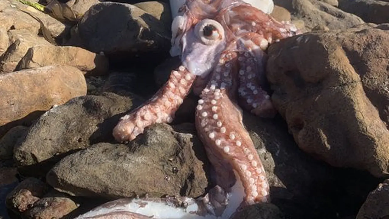Bangkai cumi-cumi raksasa yang ditemukan di Pantai Scarborough, Afrika.