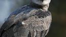 Mark, elang Harpy liar terlihat di Alta Floresta, Mato Grosso, Brasil, pada 28 Agustus 2021. Amazon, rumah bagi lebih dari tiga juta spesies, telah menyerap polusi dalam jumlah besar, karena emisi karbon dioksida telah melonjak hingga 50 persen dalam 50 tahun. (AFP/Carl De Souza)