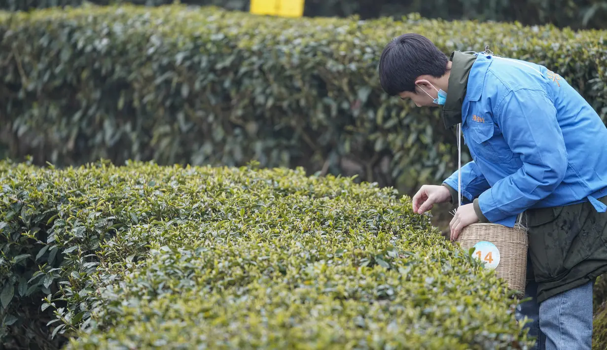 Pekerja memetik daun teh di sebuah pabrik teh di Chongqing, China, Minggu (23/2/2020). Melalui peningkatan upaya pengendalian epidemi virus corona atau COVID-19, pabrik teh di China mulai melanjutkan kegiatan produksi pada awal musim semi ketika pucuk daun teh mulai terlihat. (Xinhua/Liu Chan)