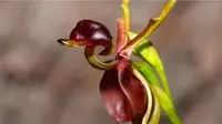 Bunga anggrek di Australia yang sangat mirip dengan bentuk bebek ini terlihat sedang membentangkan sayapnya. 