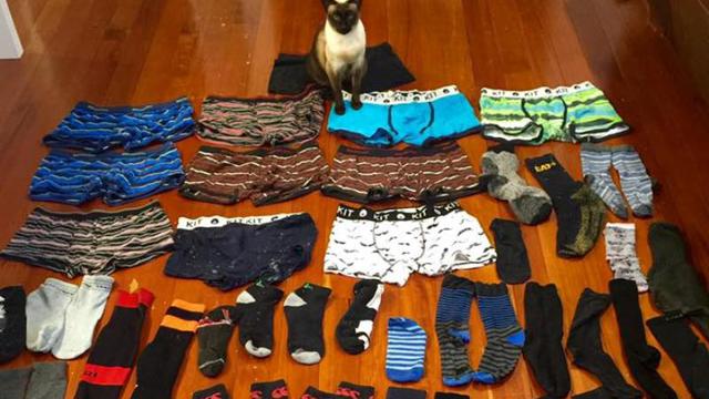 Kucing Betina Ini Gemar Mencuri Celana Dalam Pria, untuk Apa?