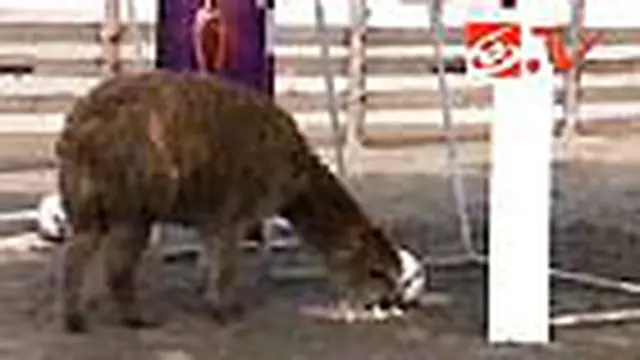 Kambing Peru Jagokan Italia