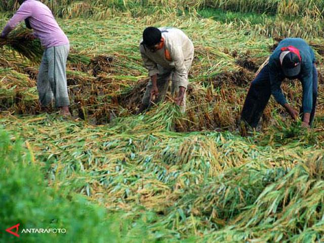 Myanmar Belajar Nanam Padi Dari Indonesia Bisnis Liputan6 Com