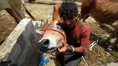 Lelaki Yaman berpose dengan seekor sapi di pasar ternak menjelang Idul Adha di ibu kota Sanaa, 6 Agustus 2019. Umat Islam di seluruh dunia akan merayakan Idul Adha yang identik dengan tradisi berkurban menggunakan hewan seperti kambing, domba, unta, sapi dan kerbau. (MOHAMMED HUWAIS/AFP)