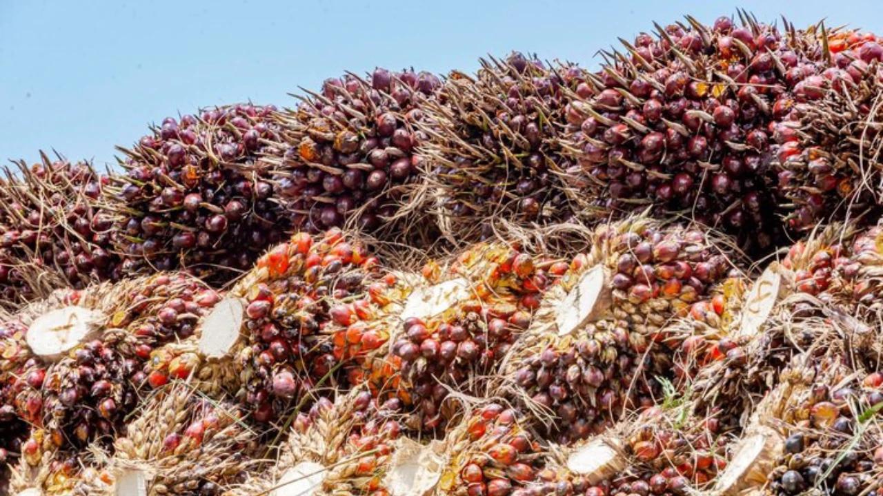 Samasindo Targetkan Penjualan CPO Naik di 2026, Optimalkan Kapasitas Produksi