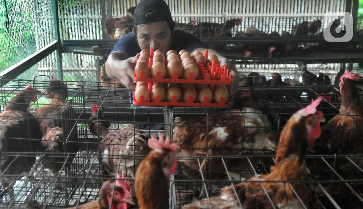 Pekerja memanen telur ayam di salah satu peternakan kawasan Pengasinan, Bogor, Selasa (28/12/2021). Menurut peternak setempat, dua hari terakhir harga telur ayam ras di tingkat peternak mulai mengalami penurunan dari Rp30 ribu menjadi Rp28 per kilogram. (merdeka.com/Arie Basuki)