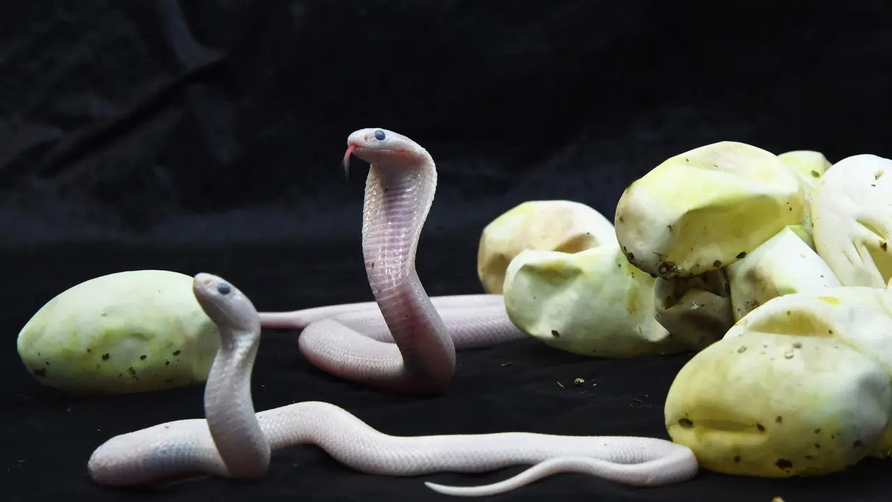 13 Bayi Kobra Putih Lahir di Prancis