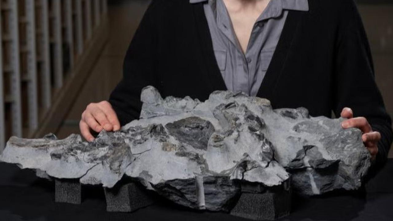 Ilmuwan Gali Fosil Dinosaurus Sebesar Kuda Poni di Tebing, Hidup Sekitar 166 Juta Tahun Lalu