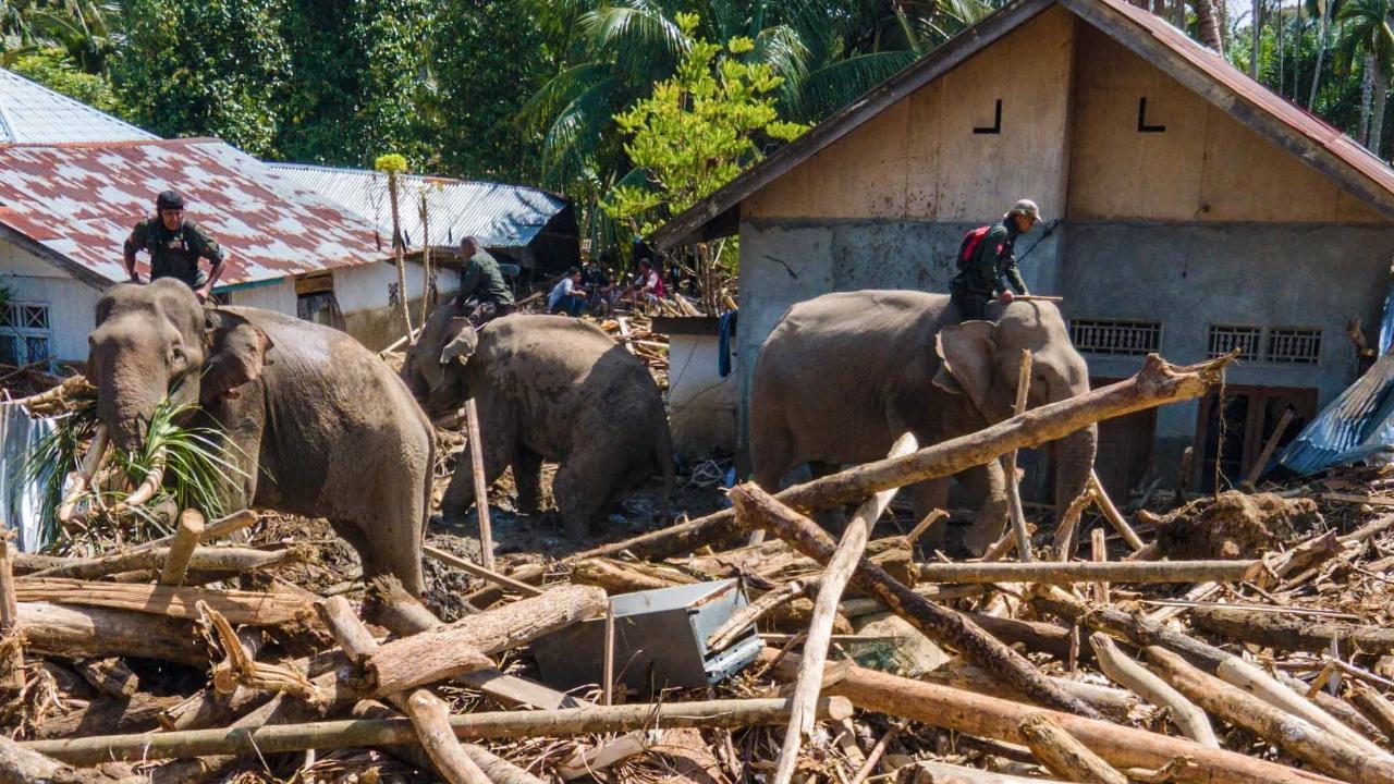 FOTO: Gajah Sumatra Dikerahkan Bantu Evakuasi Pascabanjir Bandang  Bandang di Pidie Jaya
