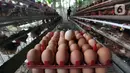 Telur ayam dikumpulkan di perternakan kawasan Telaga Kahuripan, Bogor, Jawa Barat, Rabu (3/11/2021). Rendahnya harga telur ayam menyebabkan para peternak di Bogor terpaksa menjual telur ayam di bawah harga pasar, dengan harga Rp 16.000 per kilogram. (merdeka.com/Arie Basuki)