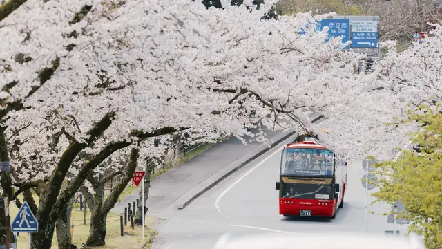 Musim Sakura di Jepang