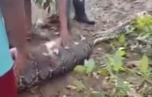 Deretan Kematian Tragis Lansia Ditelan Hidup-Hidup Ular Piton di Sulawesi