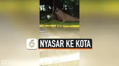 ANJING LAUT NYASAR KE TENGAH KOTA, BIKIN HEBOH WARGA