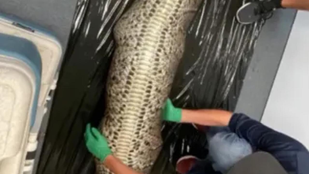 ilmuwan di Florida tersebut membawa bangkai ular piton raksasa itu ke laboratorium.