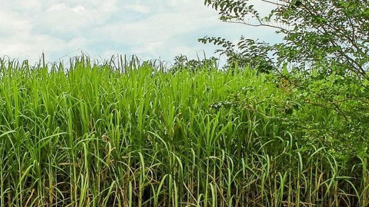 Wujudkan Swasembada Gula, Holding PTPN III Fokus Tingkatkan Kompetensi Petani Tebu