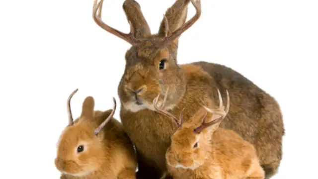 Jackalope - 2