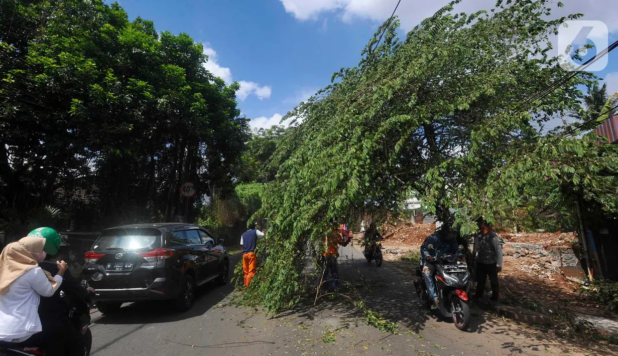 Pengendara motor melewati pohon yang hampir tumbang dan melintang di Jalan Raya Pondok Cabe, Tangerang Selatan, Banten, Sabtu (21/1/2023). Pohon ceri tersebut hampir tumbang awalnya disebabkan adanya perbaikan kabel telekomunikasi yang ditinggalkan begitu saja oleh teknisi. (merdeka.com/Arie Basuki)