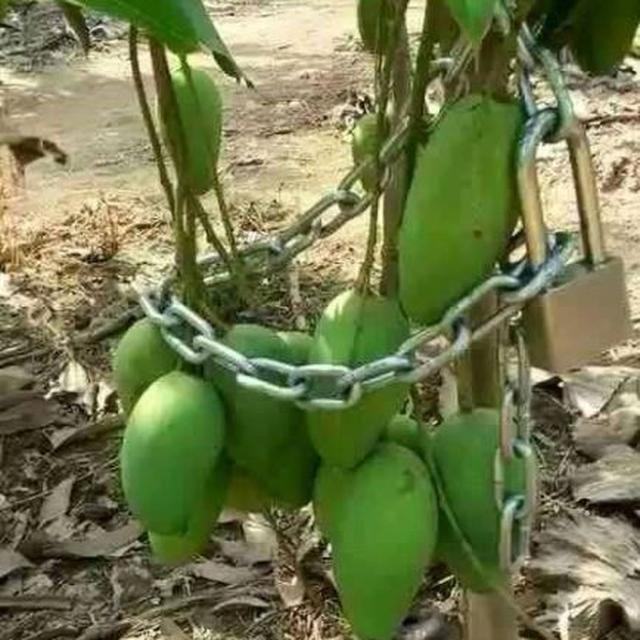 6 Potret Cara Nyeleneh Amankan Buah di Pohon Ini Bikin Ngakak