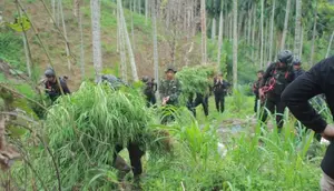 Ladang Ganja Seluas 25 Kali Lapangan Sepak Bola Ditemukan di Aceh