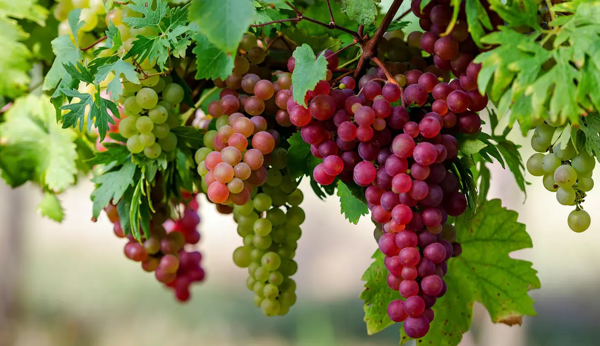 Dalam study jurnal sciene mengungkapkan kandungan resveratrol dalam buah anggur mengaktifkan protein yang mempromosikan kesehatan, umur panjang dan anti penuaan. (Istimewa)