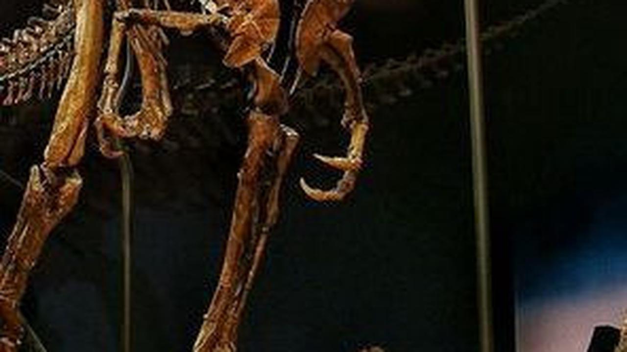 Pertumbuhan pada tulang Nanotyrannus&nbsp;