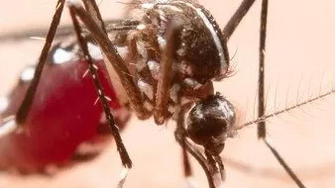 Bisa Lumpuhkan Virus Dengue<br>